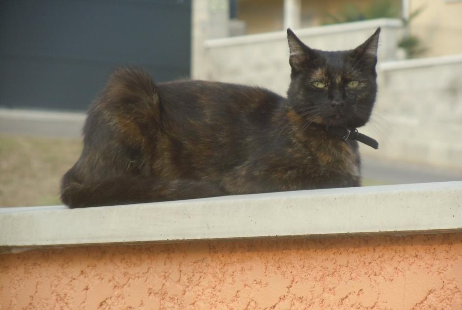 Vermisstmeldung Katze  Weiblich , 9 jahre Pusignan Frankreich