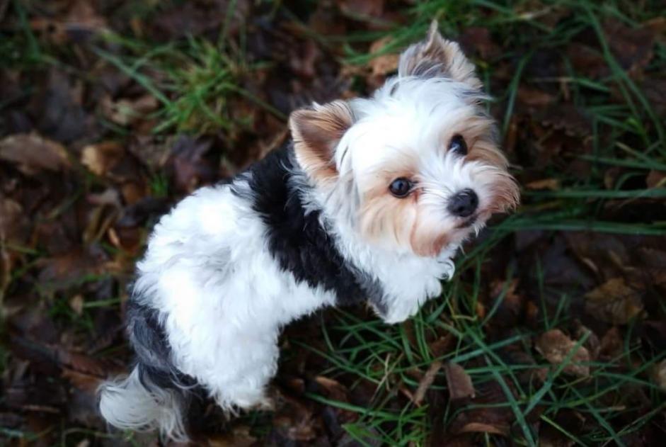 Vermisstmeldung Hund  Weiblich , 11 jahre Valleiry Frankreich