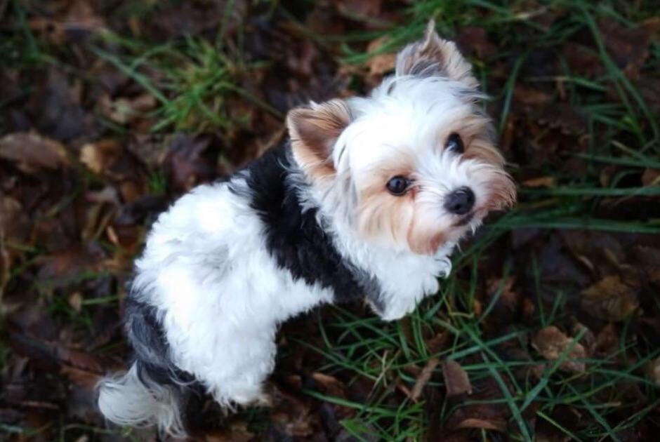 Vermisstmeldung Hund  Weiblich , 11 jahre Valleiry Frankreich