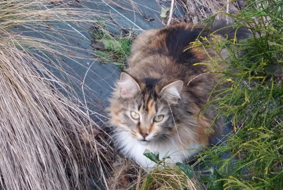 Vermisstmeldung Katze  Weiblich , 6 jahre Pruillé-le-Chétif Frankreich