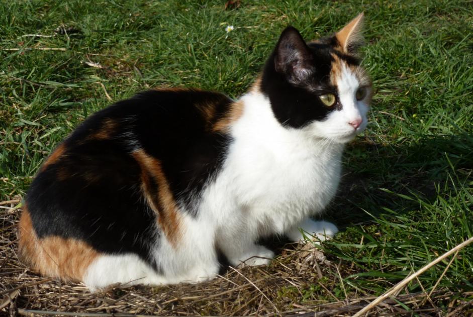 Vermisstmeldung Katze Weiblich , 10 jahre Compiègne Frankreich