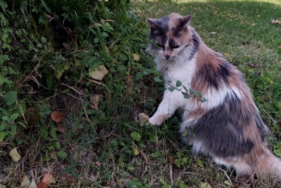 Vermisstmeldung Katze Weiblich , 17 jahre Paris Frankreich