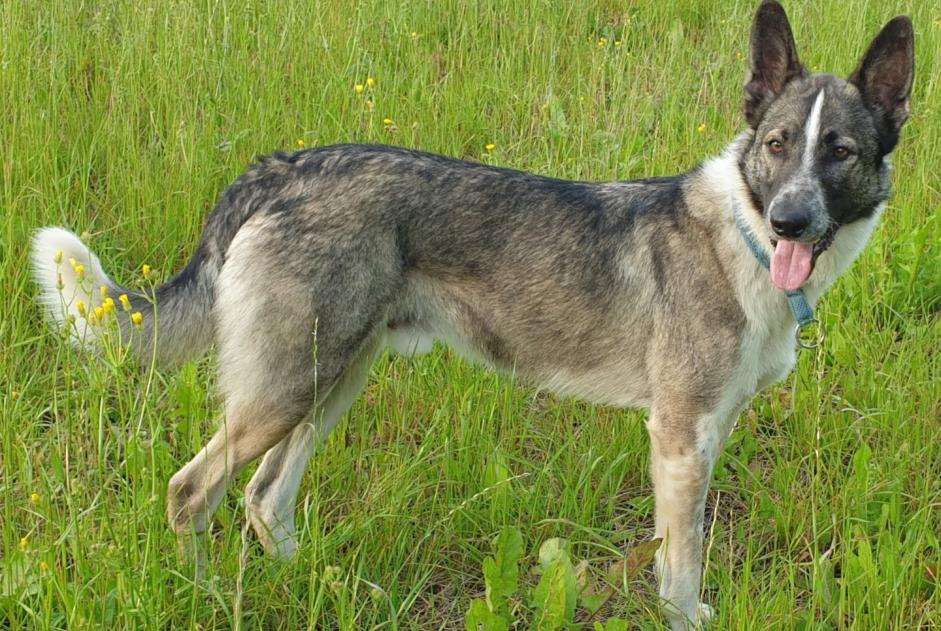 Vermisstmeldung Hund rassenmischung Männliche , 6 jahre Colombies Frankreich