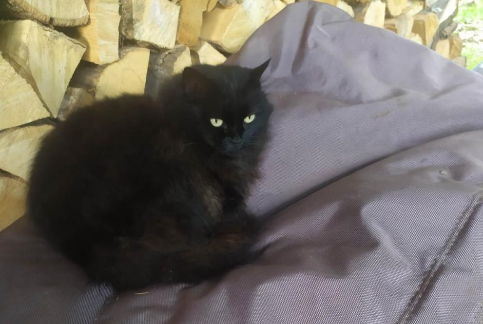 Vermisstmeldung Katze Weiblich , 11 jahre Crolles Frankreich