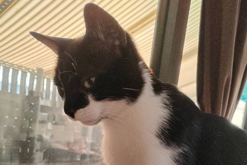 Vermisstmeldung Katze  Männliche , 3 jahre Morestel Frankreich