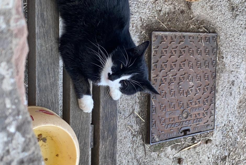 Vermisstmeldung Katze  Männliche , 7 jahre Bermont Frankreich