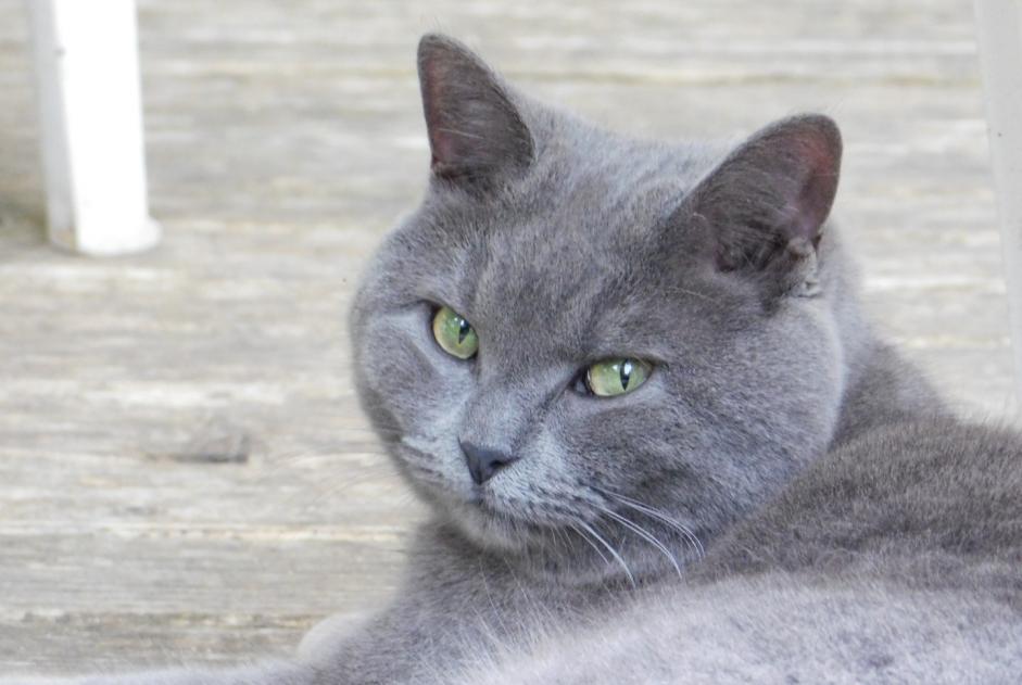 Vermisstmeldung Katze rassenmischung Weiblich , 9 jahre Cheyres-Châbles Schweiz