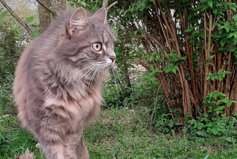Vermisstmeldung Katze  Weiblich , 12 jahre Esneux Belgien