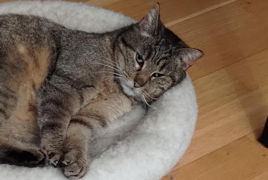 Vermisstmeldung Katze Weiblich , 9 jahre Villars-sur-Glâne Schweiz