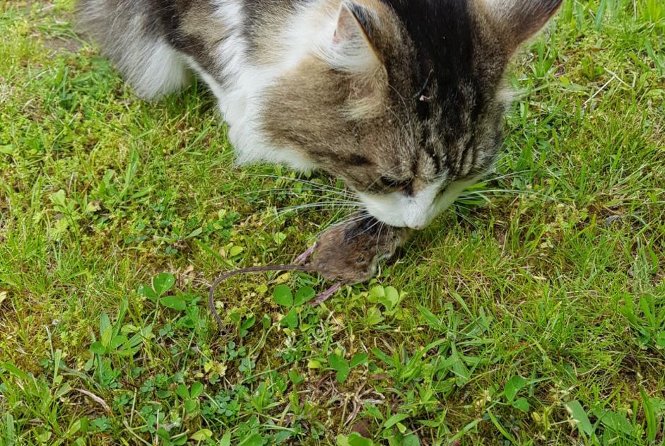 Vermisstmeldung Katze  Männliche , 11 jahre Orléans Frankreich