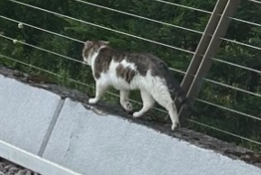 Fundmeldung Katze Unbekannt Pully Schweiz