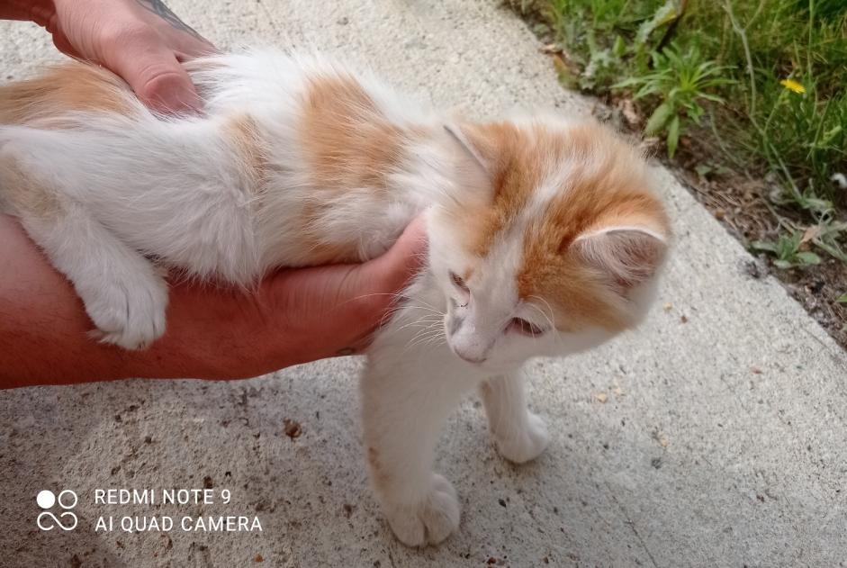 Fundmeldung Katze Weiblich , Zwischen 4 und 6 Monaten Saint-Denis-de-Pile Frankreich