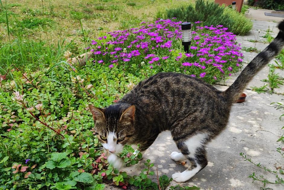 Fundmeldung Katze rassenmischung Weiblich Desnes Frankreich