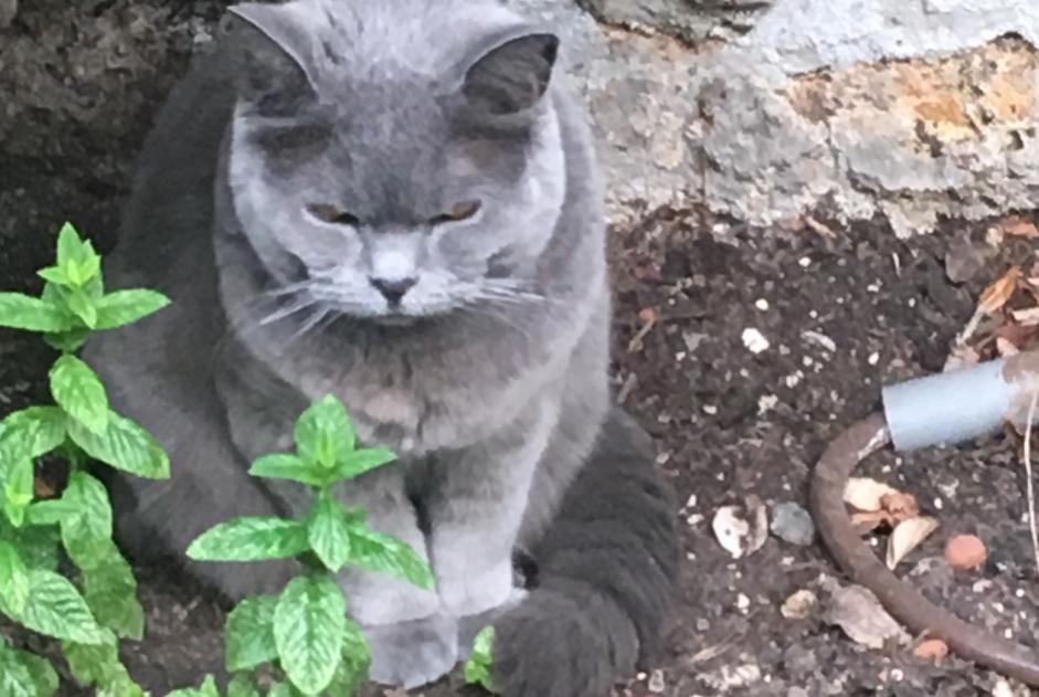 Vermisstmeldung Katze  Männliche , 9 jahre Platja d'Aro Spanien