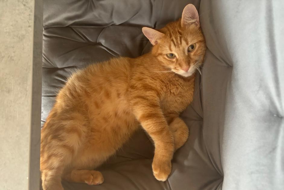 Vermisstmeldung Katze Männliche , 2 jahre Neuchâtel Schweiz