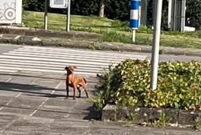 Fundmeldung Hund Unbekannt Sanem Luxemburg