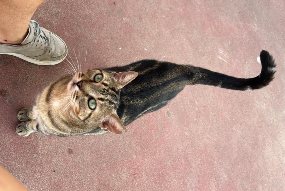 Vermisstmeldung Katze  Weiblich , 1 jahre Tarragona Spanien