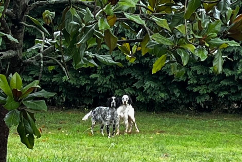 Vermisstmeldung Hund  Männliche , 1 jahre Baliracq-Maumusson Frankreich