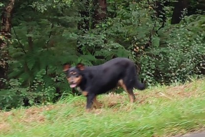 Fundmeldung Hund Unbekannt Plouaret Frankreich