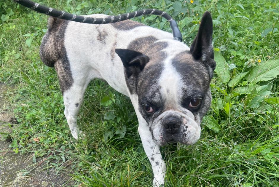 Fundmeldung Hund  Männliche Villeneuve-de-Rivière Frankreich