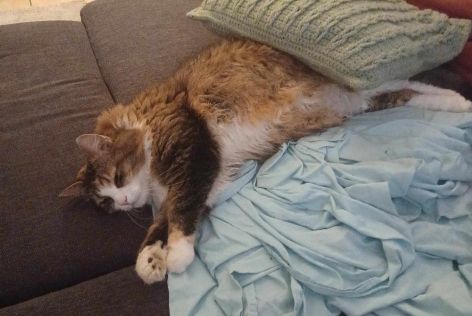 Vermisstmeldung Katze rassenmischung Weiblich , 8 jahre Ans Belgien