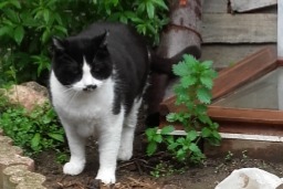 Vermisstmeldung Katze Männliche , 8 jahre Urbanya Frankreich