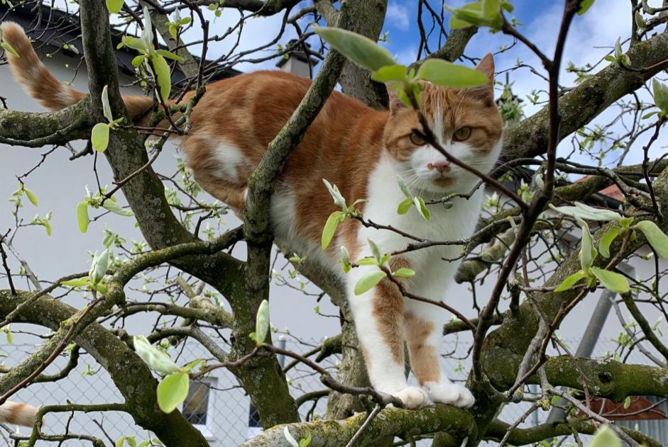 Vermisstmeldung Katze Männliche , 2 jahre Vullierens Schweiz