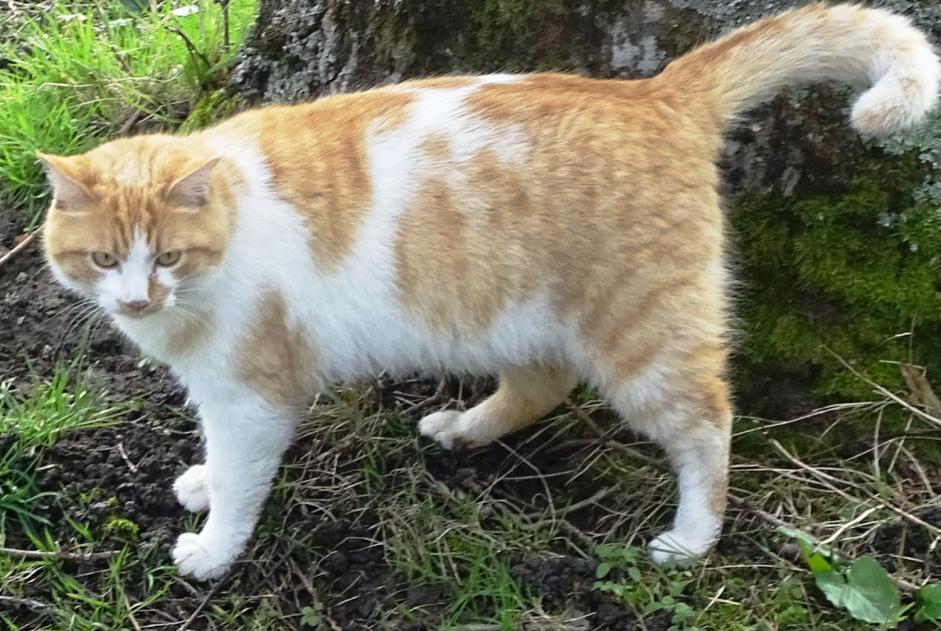 Vermisstmeldung Katze  Männliche , 4 jahre Saint-Priest-la-Marche Frankreich