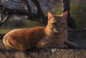 Vermisstmeldung Katze Männliche , 4 jahre Le Crest Frankreich