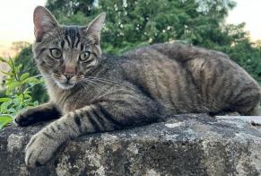 Vermisstmeldung Katze Männliche , 1 jahre St Blaise Schweiz