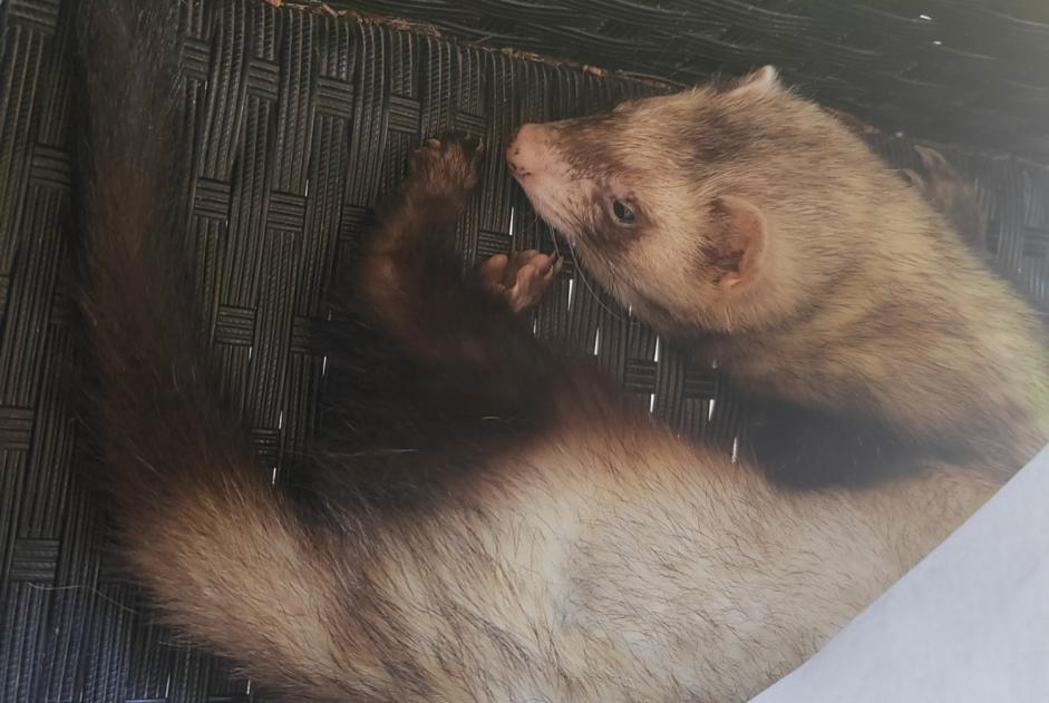 Vermisstmeldung Andere ferret Männliche , 2025 jahre Charmont-en-Beauce Frankreich