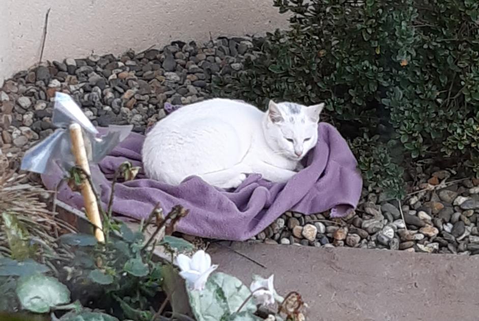 Fundmeldung Katze Männliche Chantonnay Frankreich