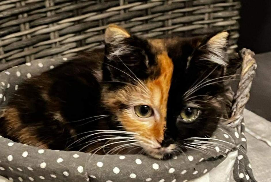 Vermisstmeldung Katze Weiblich , 2 jahre Saint-Sauves-d'Auvergne Frankreich