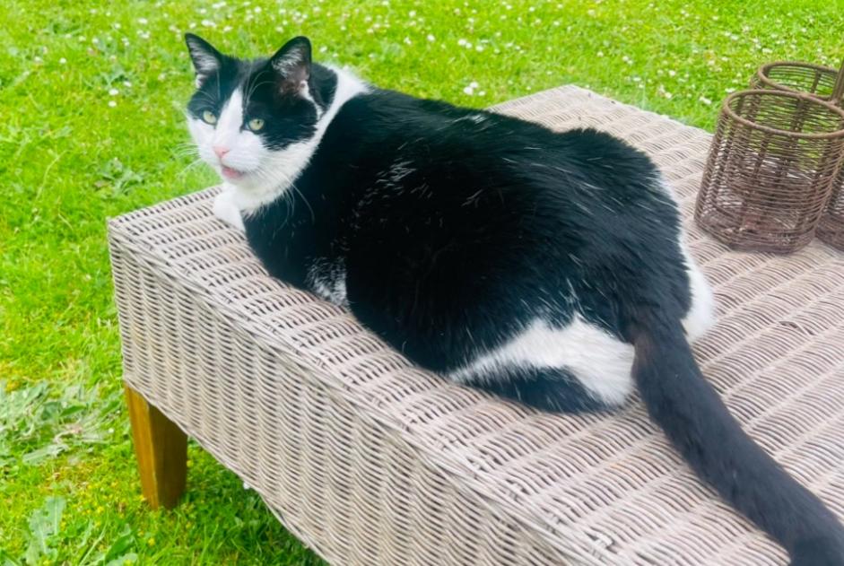 Vermisstmeldung Katze Weiblich , 55 jahre Saint-Julien-les-Rosiers Frankreich