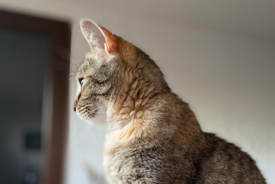 Vermisstmeldung Katze rassenmischung Weiblich , 7 jahre La Ciotat Frankreich