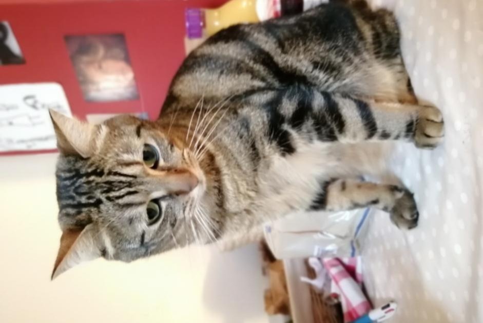 Vermisstmeldung Katze rassenmischung Männliche , 7 jahre Rennes Frankreich