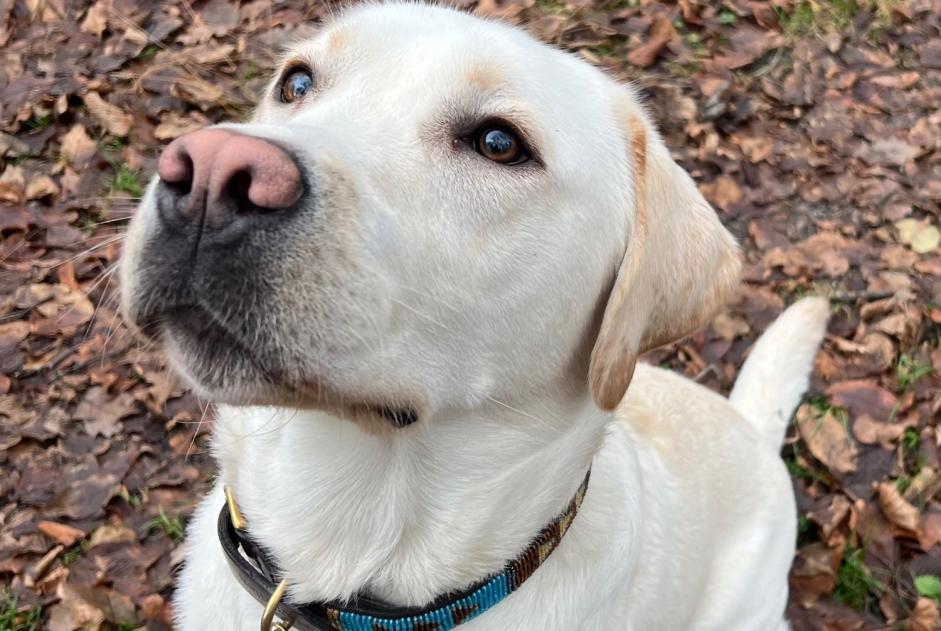 Vermisstmeldung Hund  Männliche , 2 jahre Avilly-Saint-Léonard Frankreich