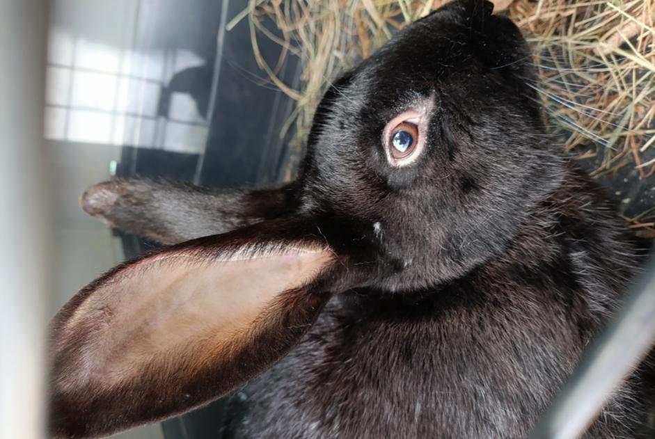 Fundmeldung Hase Unbekannt Saint-Étienne-du-Bois Frankreich