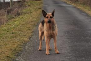 Fundmeldung Hund  Weiblich Blesle Frankreich