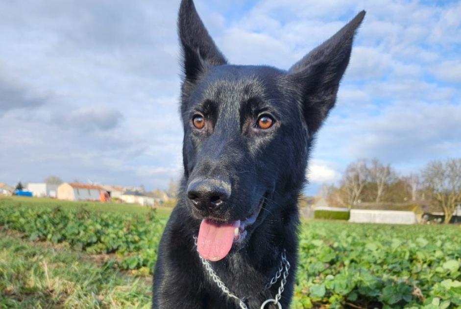 Vermisstmeldung Hund  Männliche , 1 jahre Ormes Frankreich