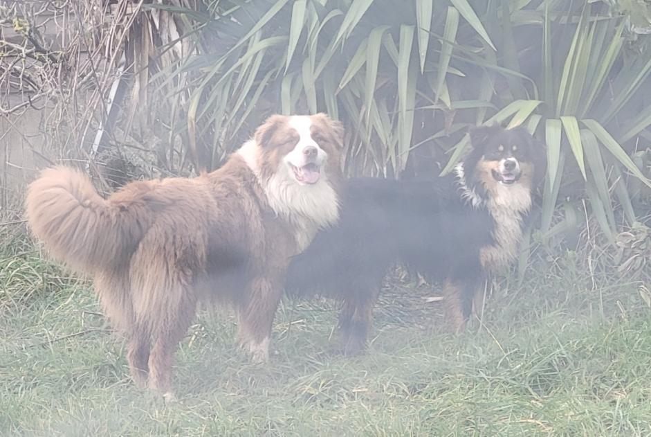 Fundmeldung Hund  Unbekannt Pouldreuzic Frankreich