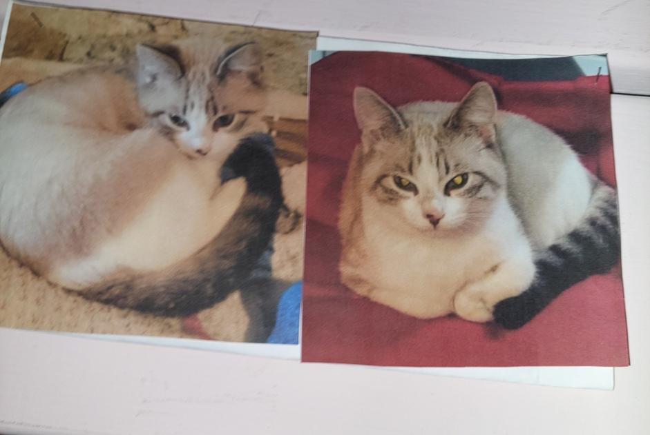 Vermisstmeldung Katze  Weiblich , 9 jahre Saint-Gence Frankreich