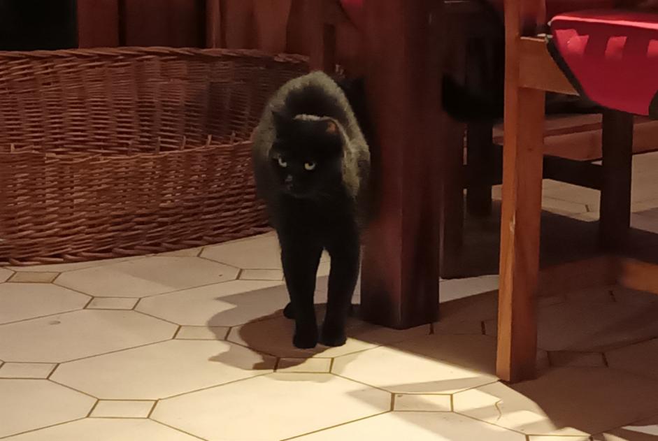 Vermisstmeldung Katze Weiblich , 7 jahre Captieux Frankreich