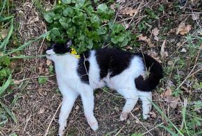 Fundmeldung Katze Unbekannt Muret Frankreich