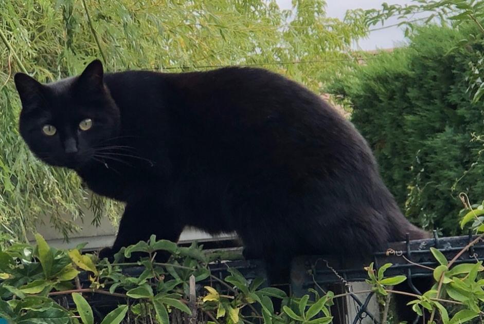 Vermisstmeldung Katze Weiblich , 6 jahre Saint-Médard-en-Jalles Frankreich