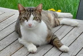 Vermisstmeldung Katze Männliche , 4 jahre Luxembourg Luxemburg