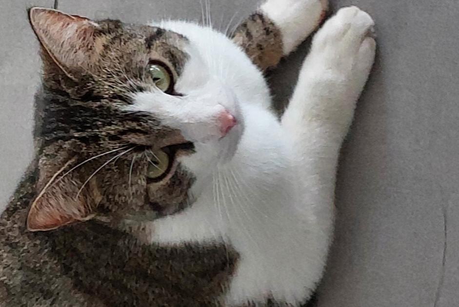 Vermisstmeldung Katze Männliche , 4 jahre Luxembourg Luxemburg