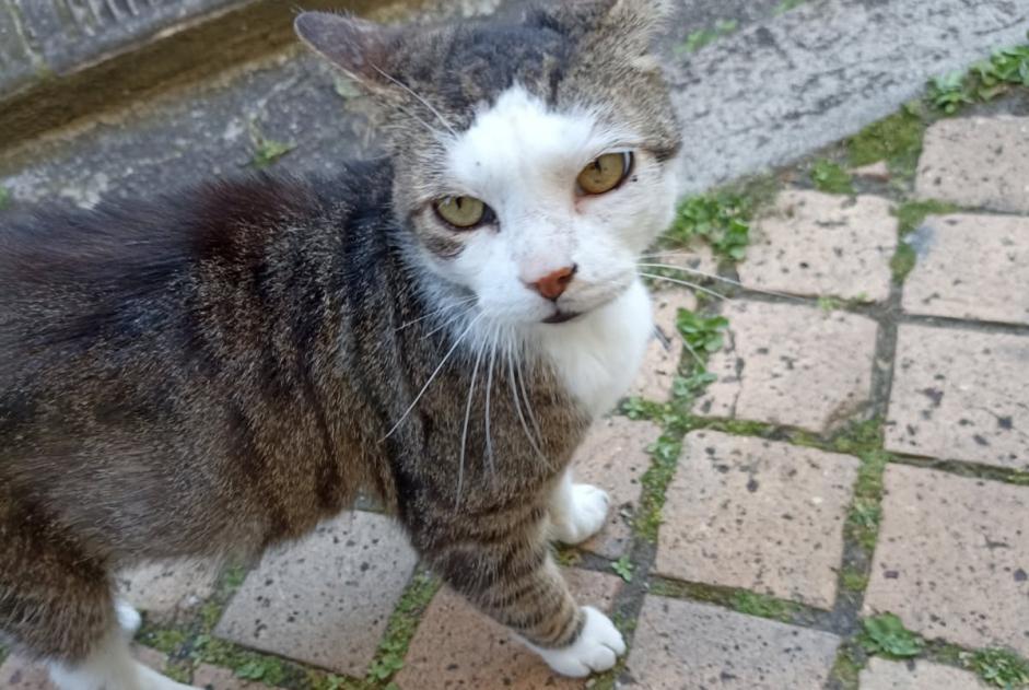 Vermisstmeldung Katze rassenmischung Männliche , 12 jahre Bordeaux Frankreich