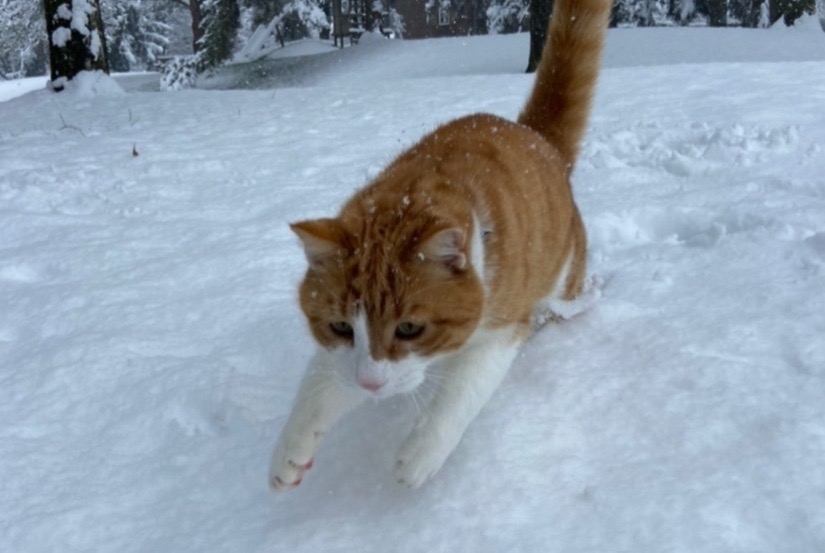 Disappearance alert Cat Male , 7 years Fribourg Switzerland