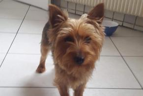 Disappearance alert Dog  Female , 9 years Berck France